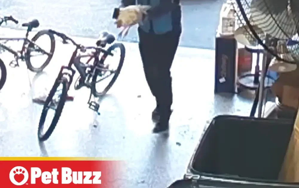 Pinterest Hidden Image