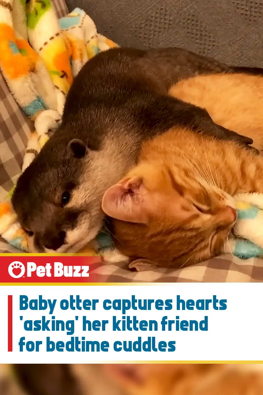 Baby otter captures hearts \'asking\' her kitten friend for bedtime cuddles