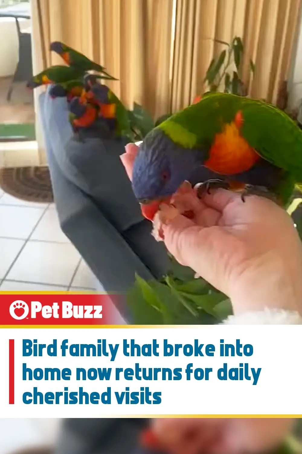 Bird family that broke into home now returns for daily cherished visits