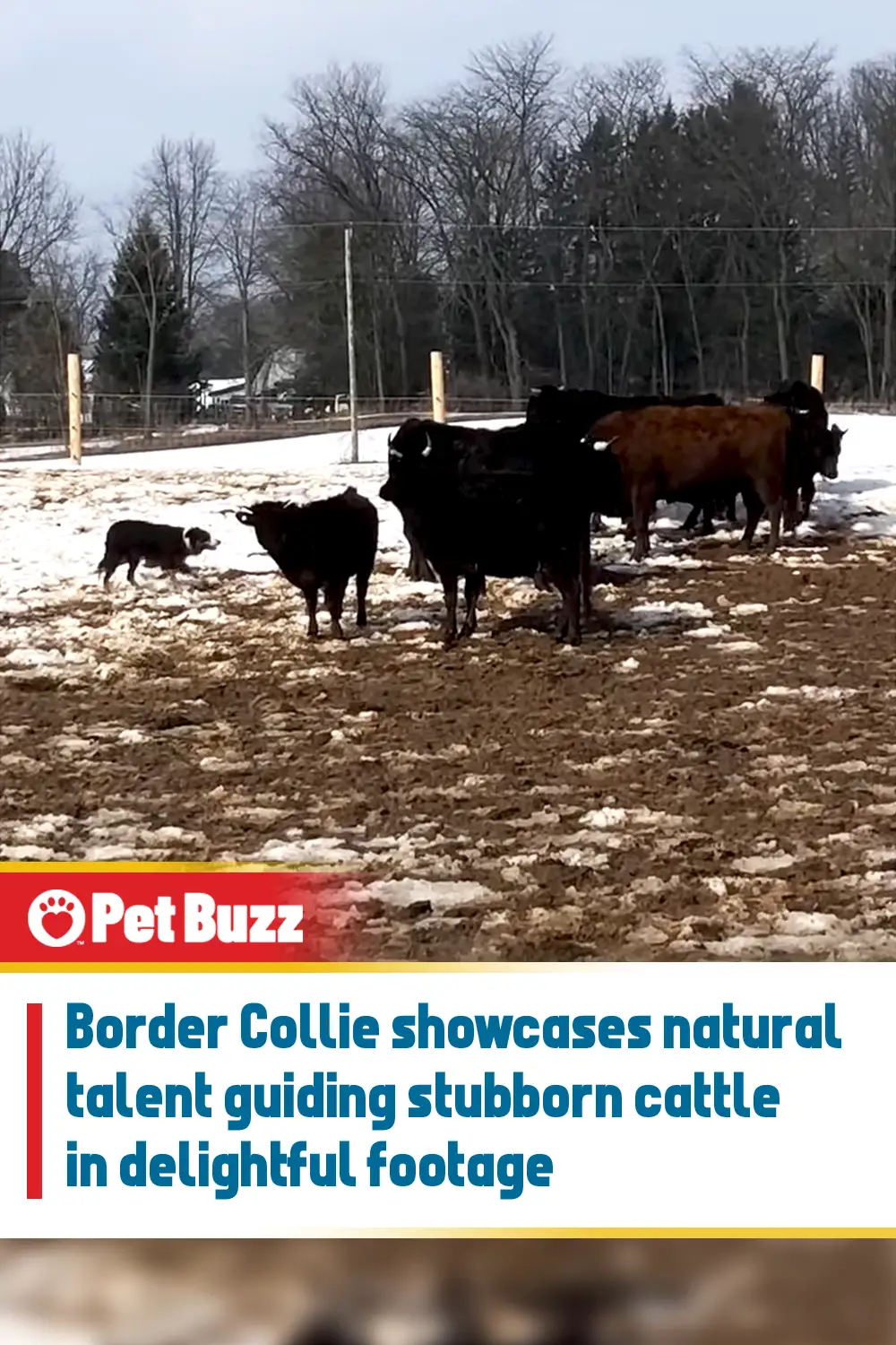 Border Collie showcases natural talent guiding stubborn cattle in delightful footage