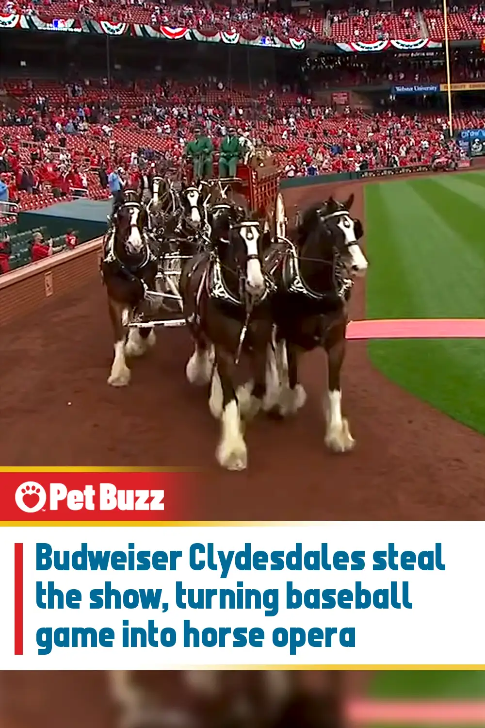Budweiser Clydesdales steal the show, turning baseball game into horse opera