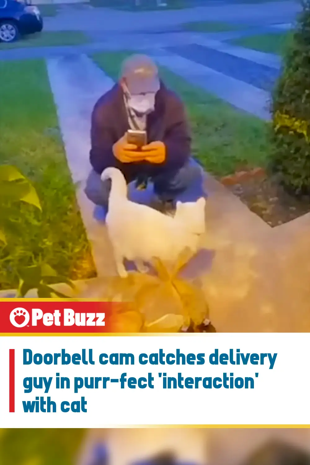 Doorbell cam catches delivery guy in purr-fect \'interaction\' with cat