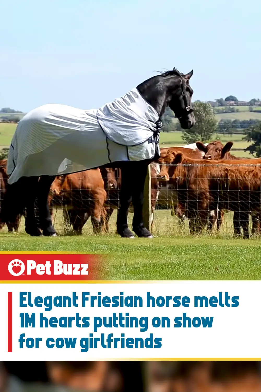 Elegant Friesian horse melts 1M hearts putting on show for cow girlfriends