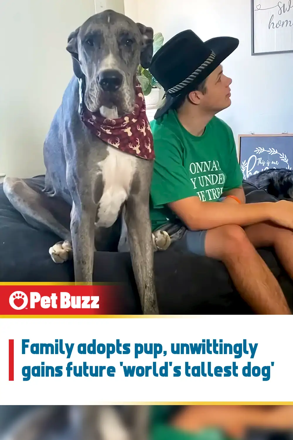 Family adopts pup, unwittingly gains future \'world\'s tallest dog\'