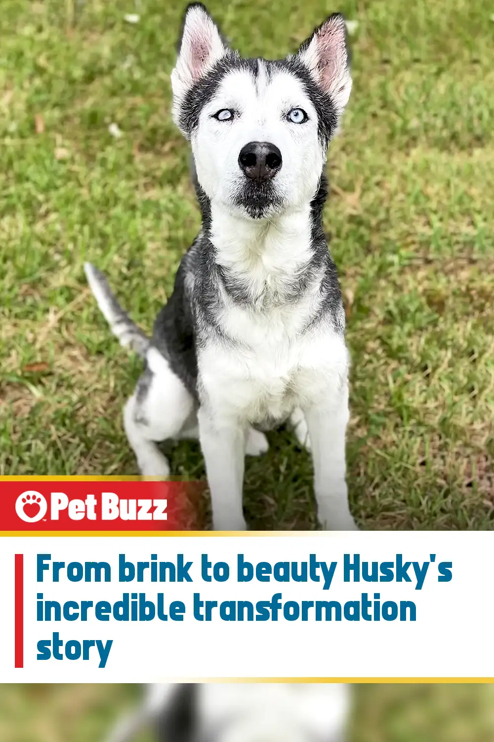 From brink to beauty Husky\'s incredible transformation story