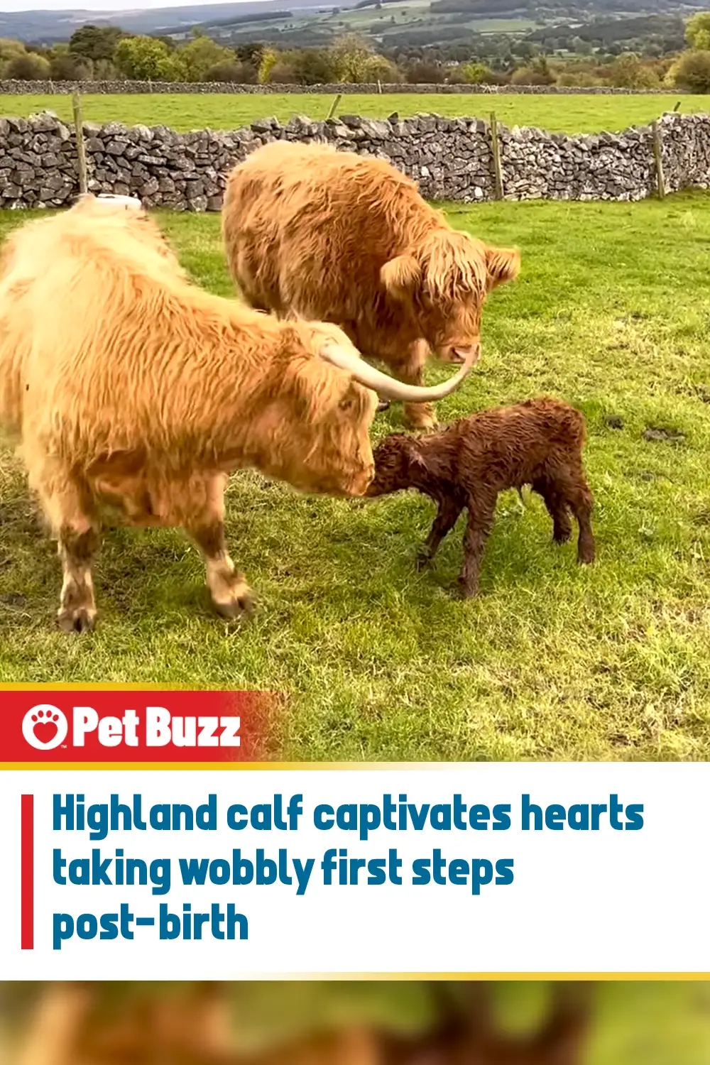 Highland calf captivates hearts taking wobbly first steps post-birth