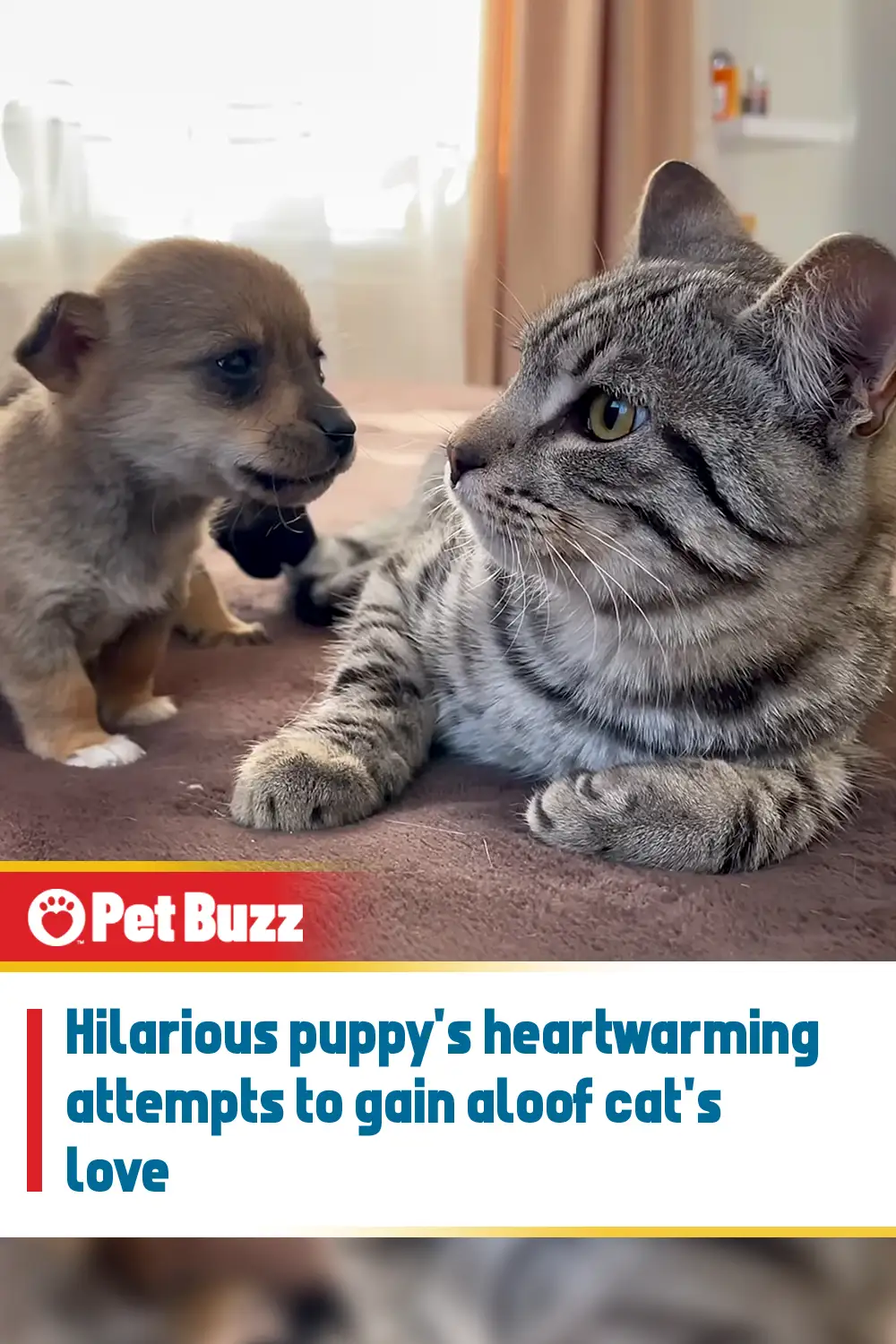 Hilarious puppy\'s heartwarming attempts to gain aloof cat\'s love