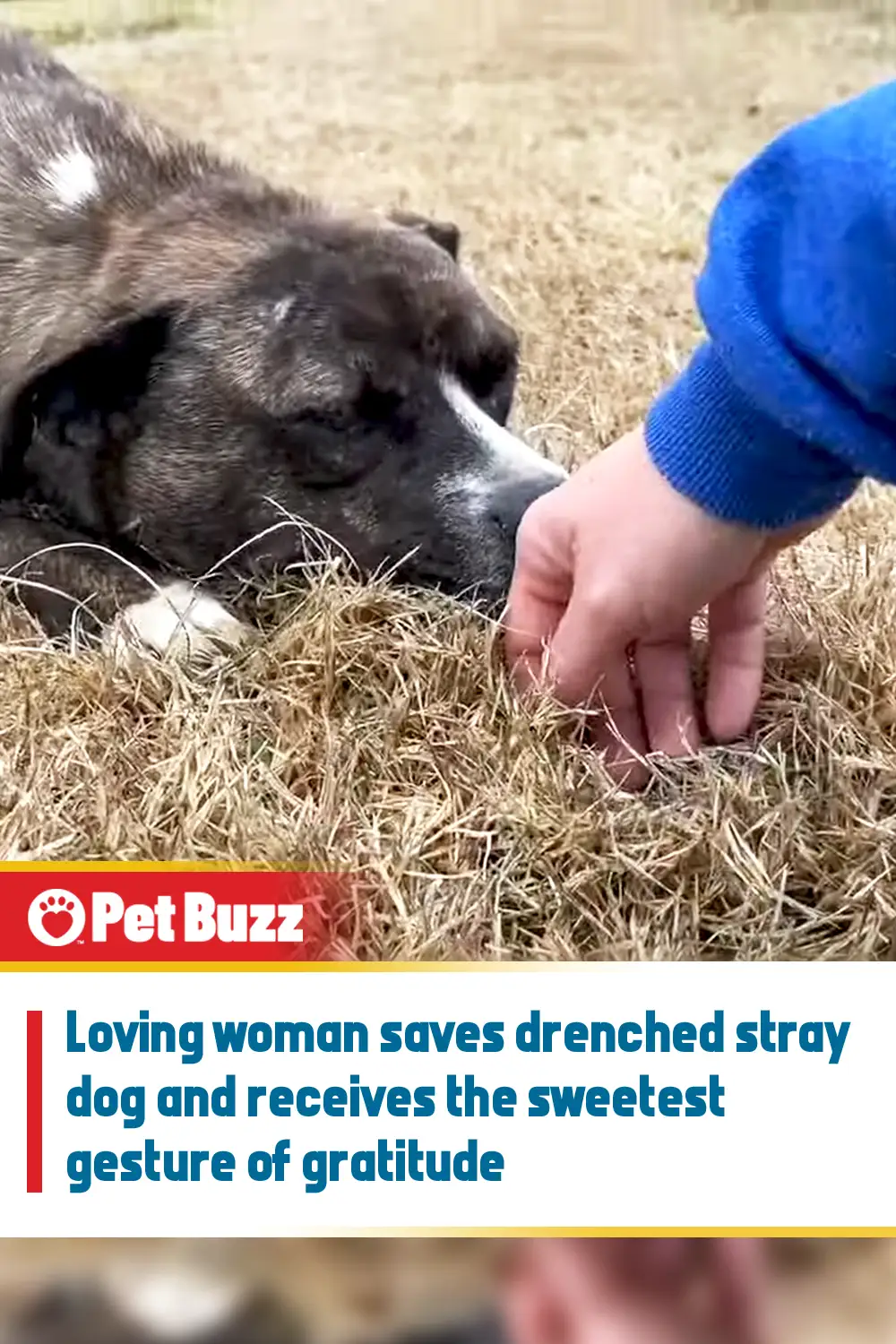 Loving woman saves drenched stray dog and receives the sweetest gesture of gratitude