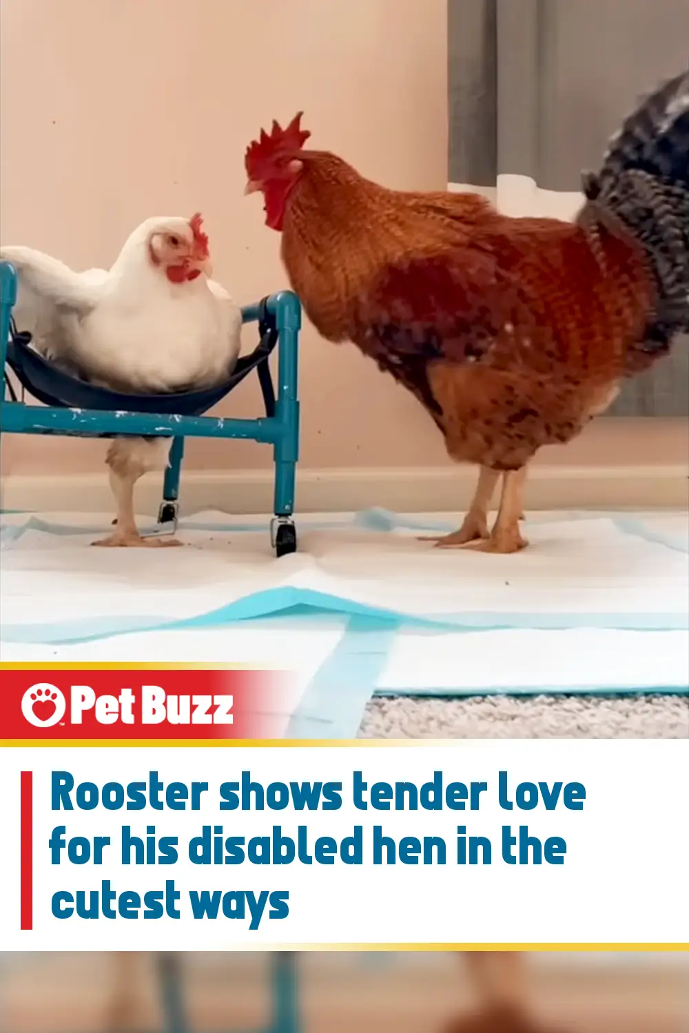 Rooster shows tender love for his disabled hen in the cutest ways