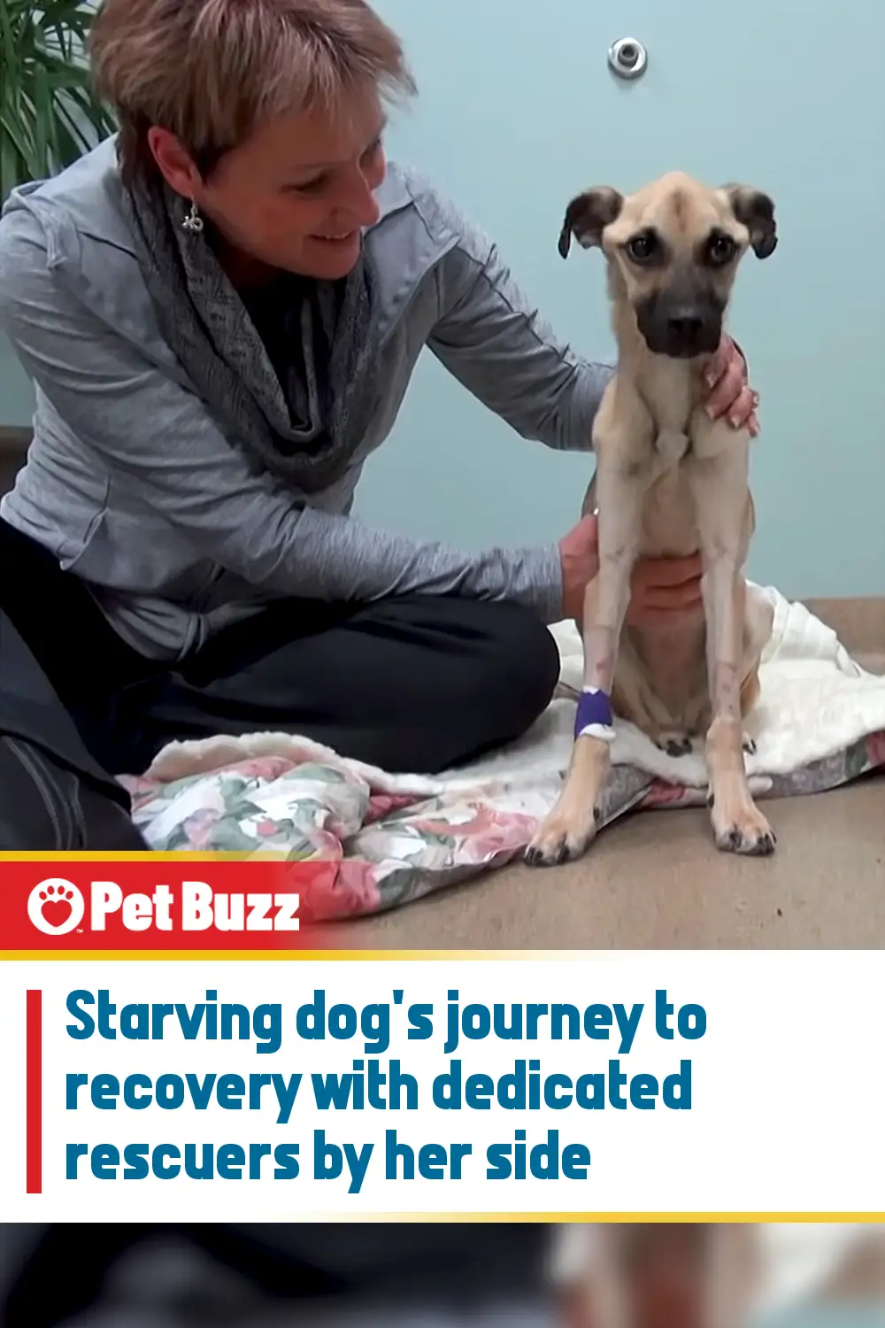 Starving dog\'s journey to recovery with dedicated rescuers by her side