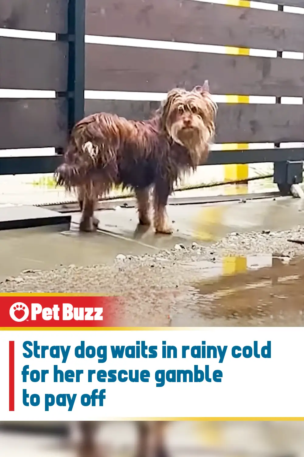Stray dog waits in rainy cold for her rescue gamble to pay off