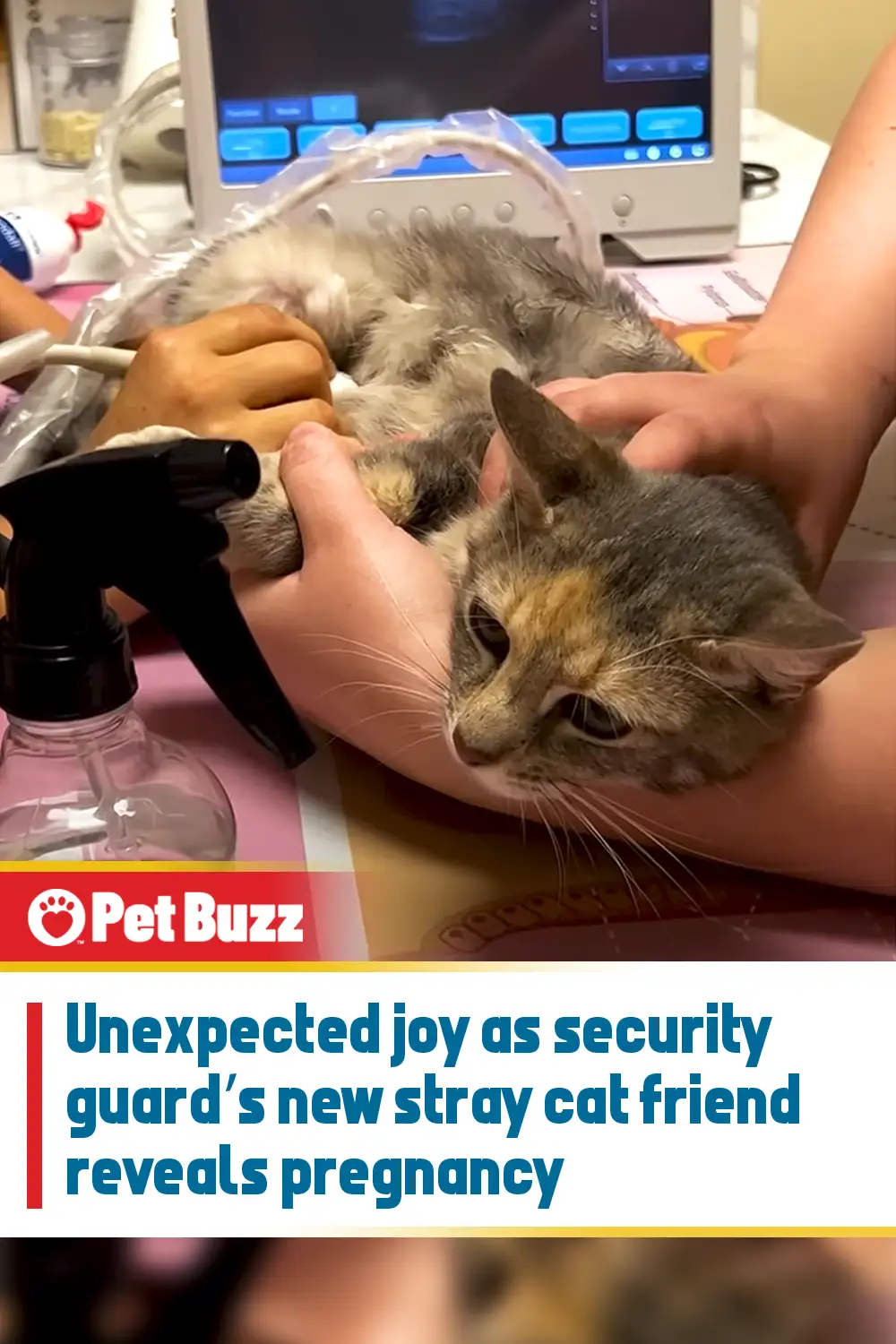 Unexpected joy as security guard’s new stray cat friend reveals pregnancy