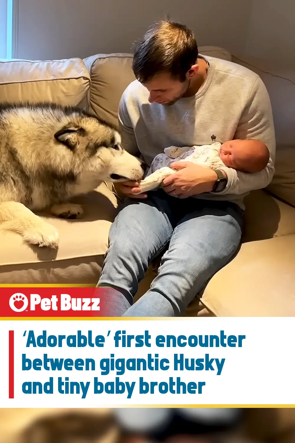 ‘Adorable’ first encounter between gigantic Husky and tiny baby brother