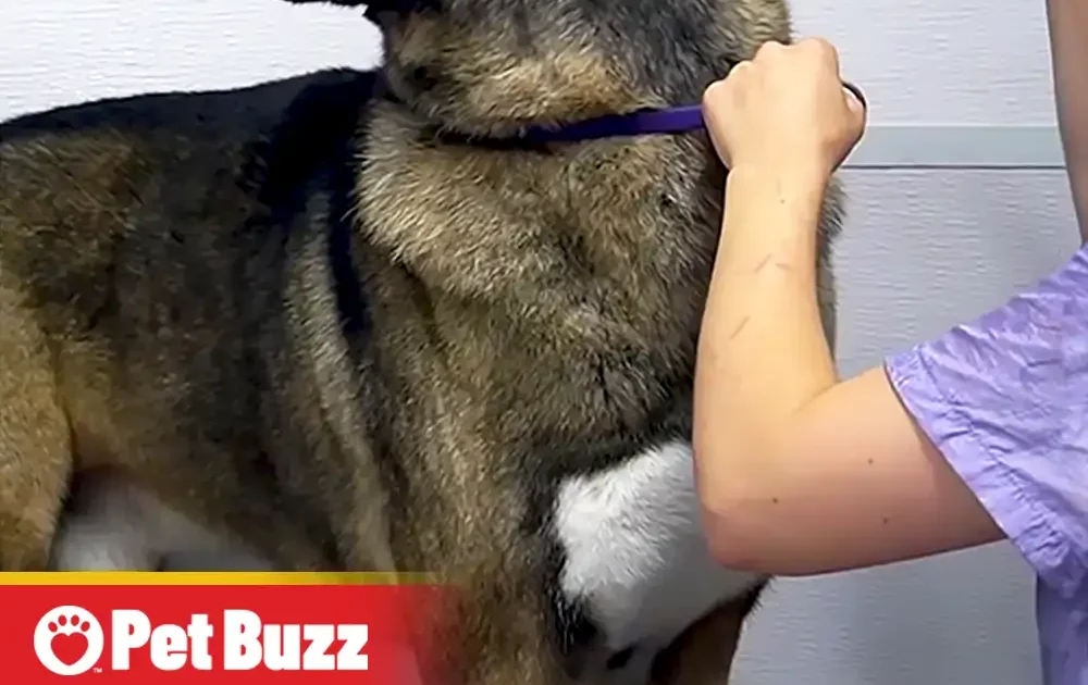Pinterest Hidden Image