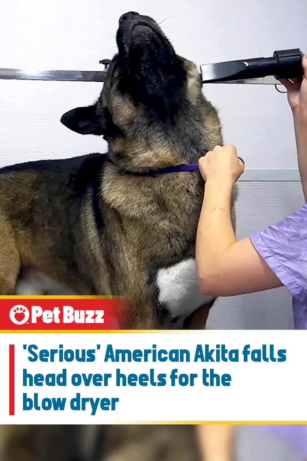 \'Serious\' American Akita falls head over heels for the blow dryer