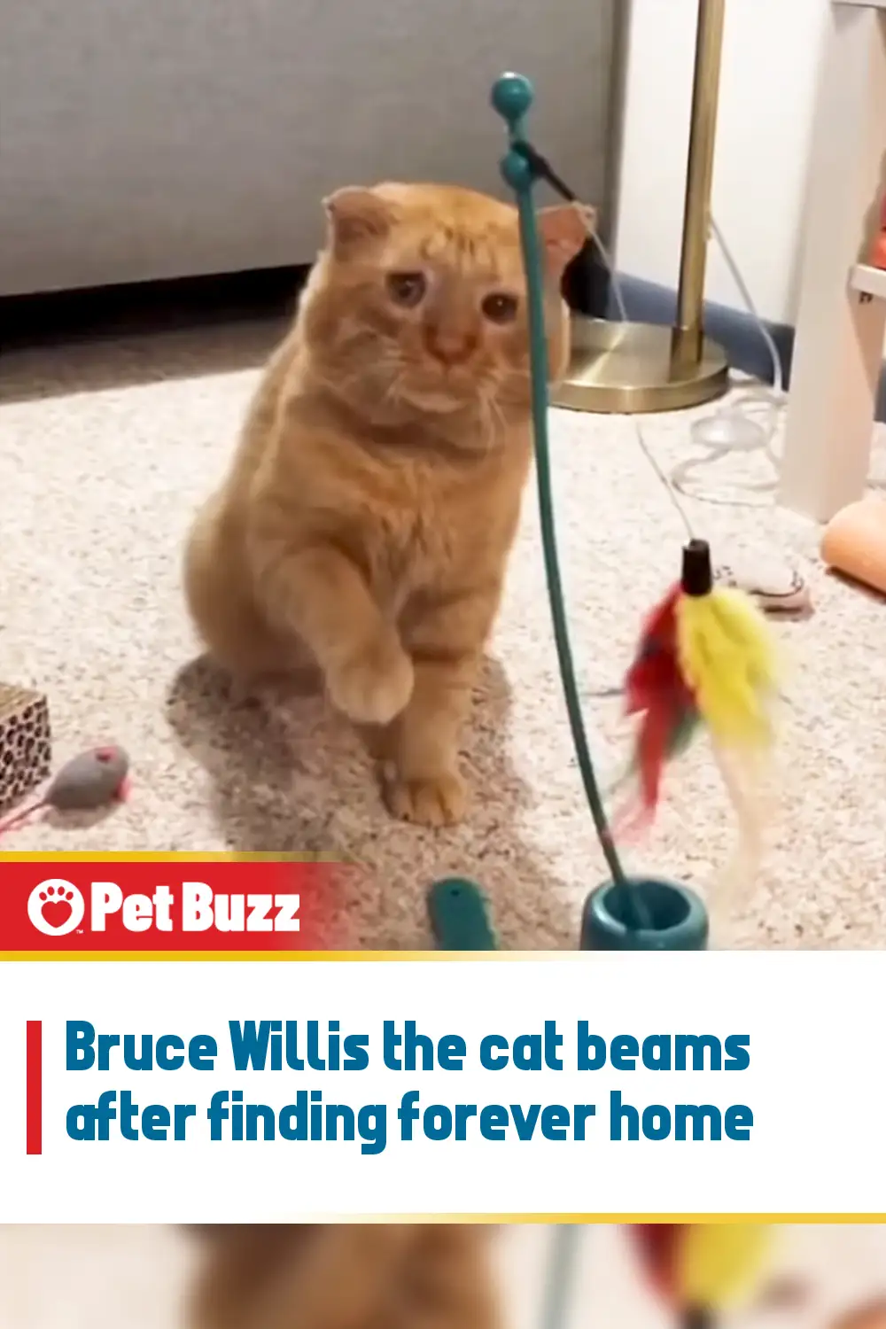 Bruce Willis the cat beams after finding forever home
