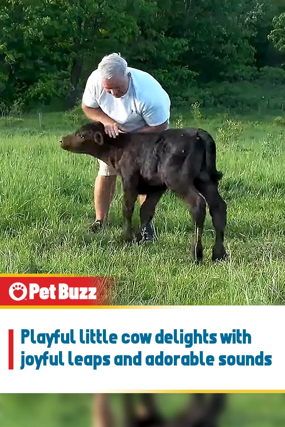 Playful little cow delights with joyful leaps and adorable sounds