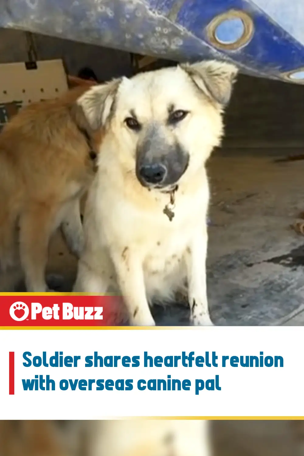 Soldier shares heartfelt reunion with overseas canine pal
