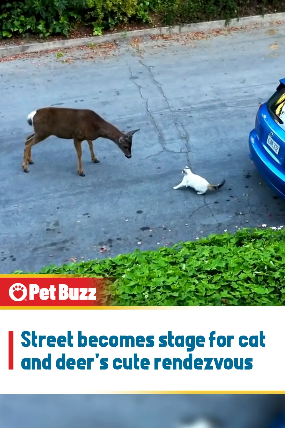 Street becomes stage for cat and deer\'s cute rendezvous