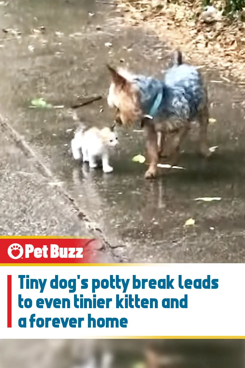 Tiny dog\'s potty break leads to even tinier kitten and a forever home