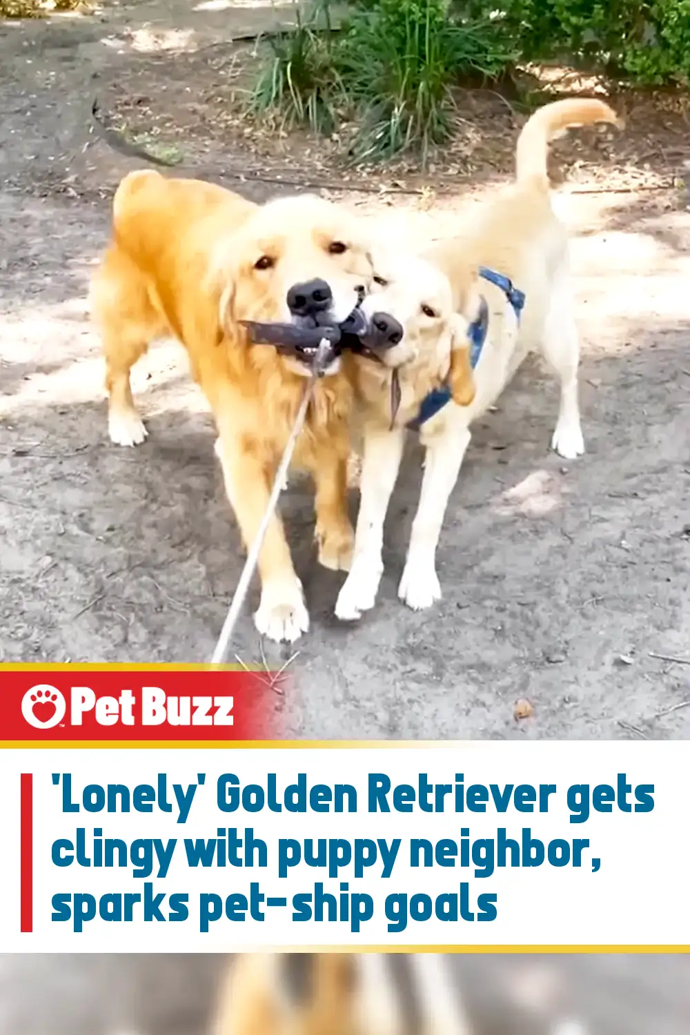 \'Lonely\' Golden Retriever gets clingy with puppy neighbor, sparks pet-ship goals