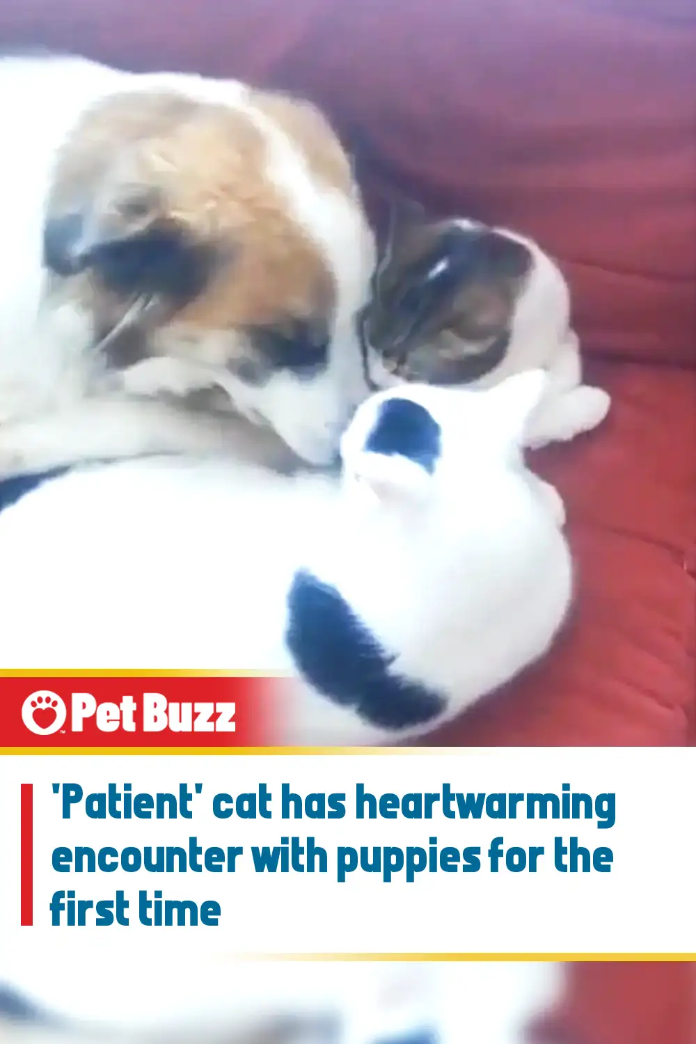 \'Patient\' cat has heartwarming encounter with puppies for the first time