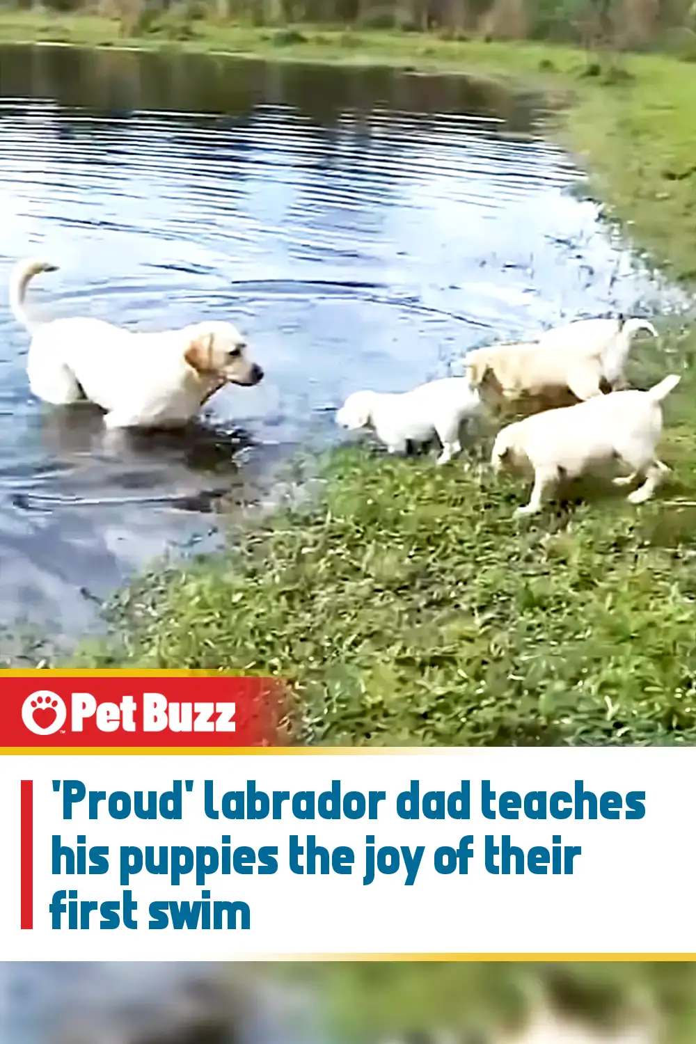 \'Proud\' labrador dad teaches his puppies the joy of their first swim