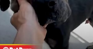 Pinterest Hidden Image