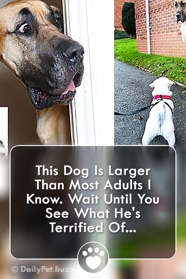 This Dog Is Larger Than Most Adults I Know. Wait Until You See What He\'s Terrified Of...