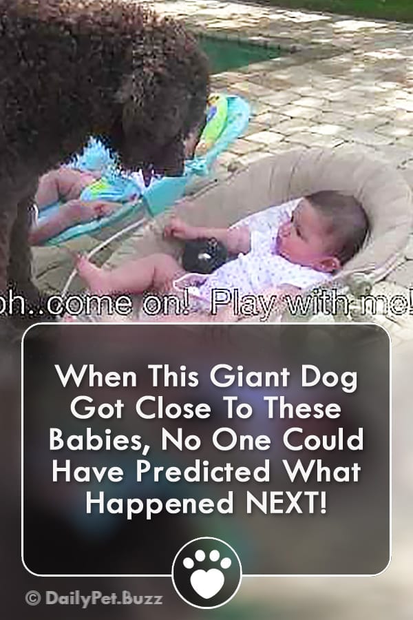 When This Giant Dog Got Close To These Babies, No One Could Have Predicted What Happened NEXT!