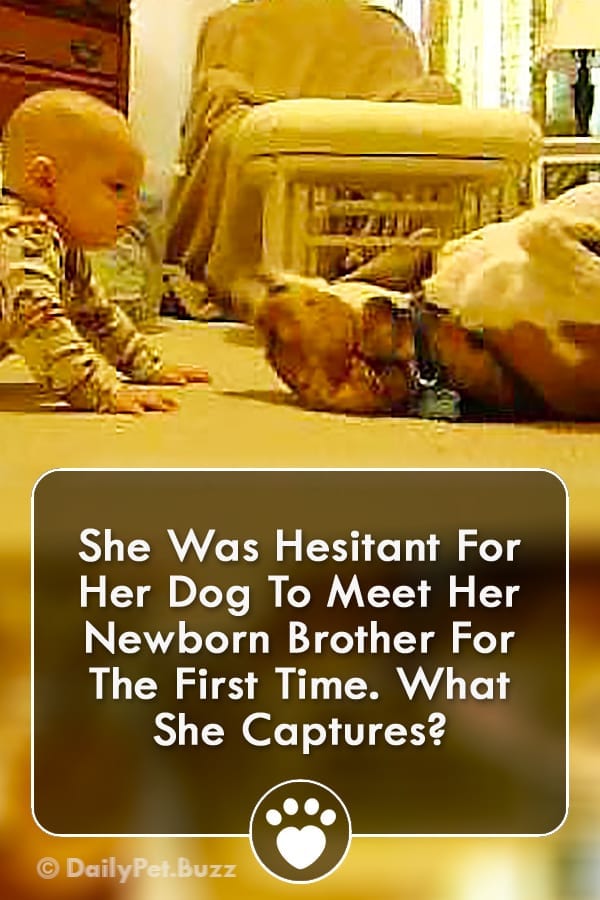 She Was Hesitant For Her Dog To Meet Her Newborn Brother For The First Time. What She Captures?