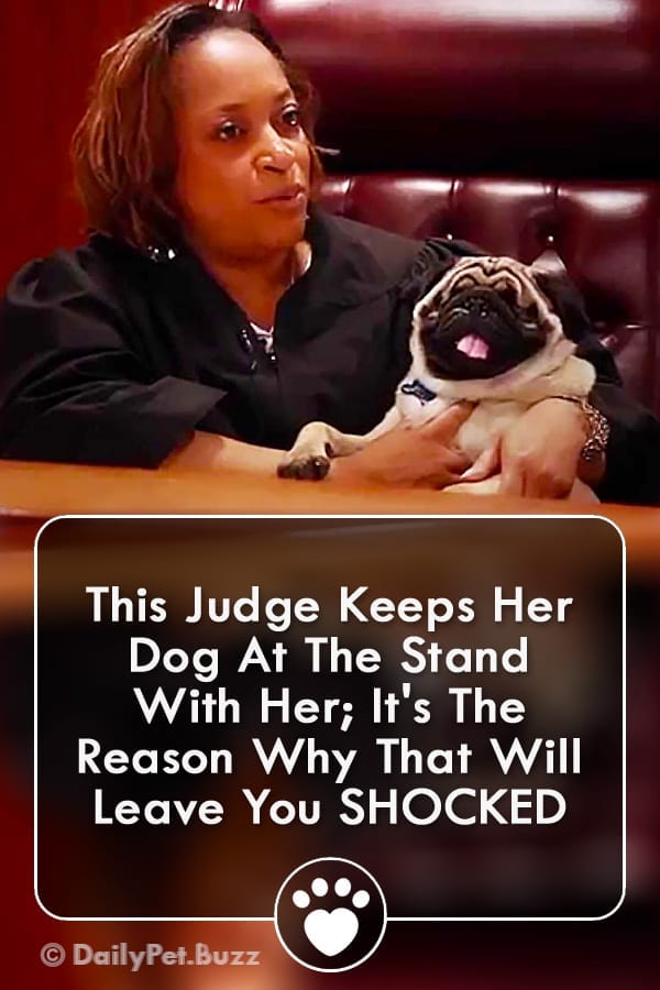 This Judge Keeps Her Dog At The Stand With Her; It\'s The Reason Why That Will Leave You SHOCKED