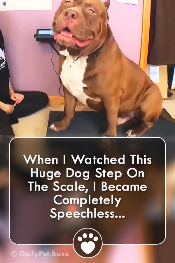 When I Watched This Huge Dog Step On The Scale, I Became Completely Speechless...