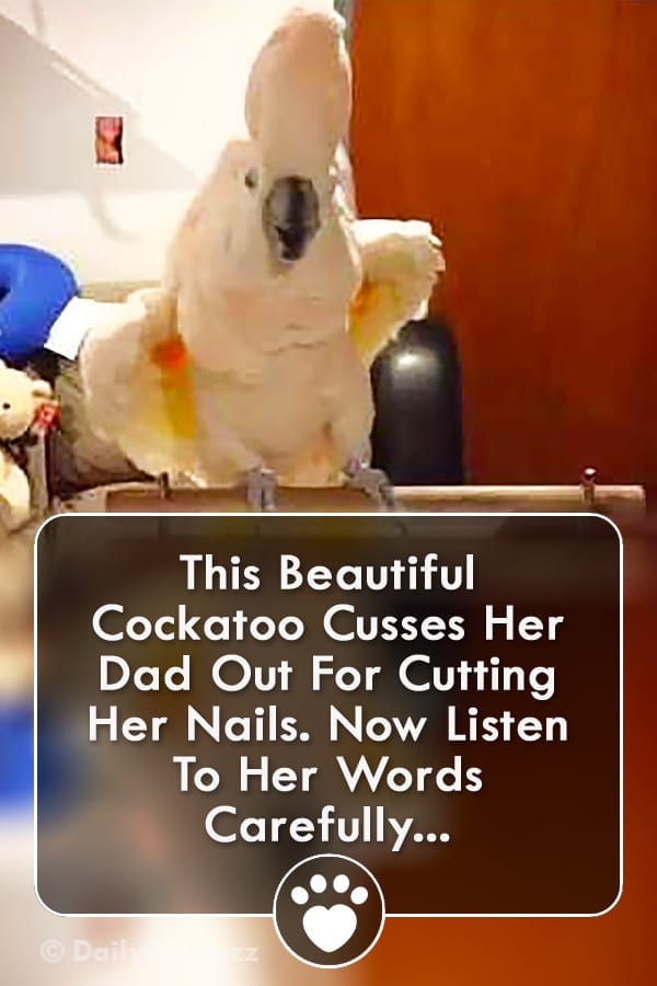 This Beautiful Cockatoo Cusses Her Dad Out For Cutting Her Nails. Now Listen To Her Words Carefully...