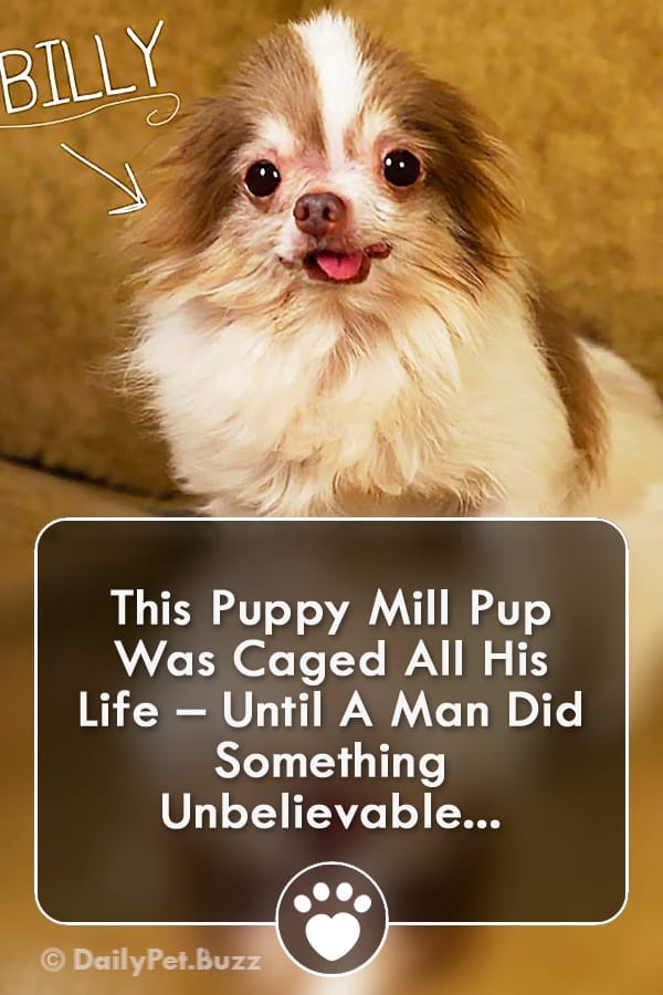 This Puppy Mill Pup Was Caged All His Life – Until A Man Did Something Unbelievable...