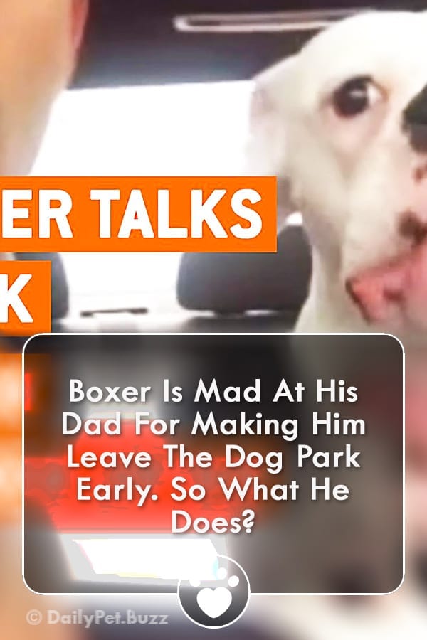 Boxer Is Mad At His Dad For Making Him Leave The Dog Park Early. So What He Does?