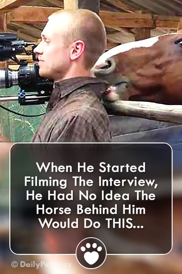 When He Started Filming The Interview, He Had No Idea The Horse Behind Him Would Do THIS...