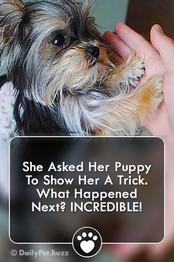 She Asked Her Puppy To Show Her A Trick. What Happened Next? INCREDIBLE!