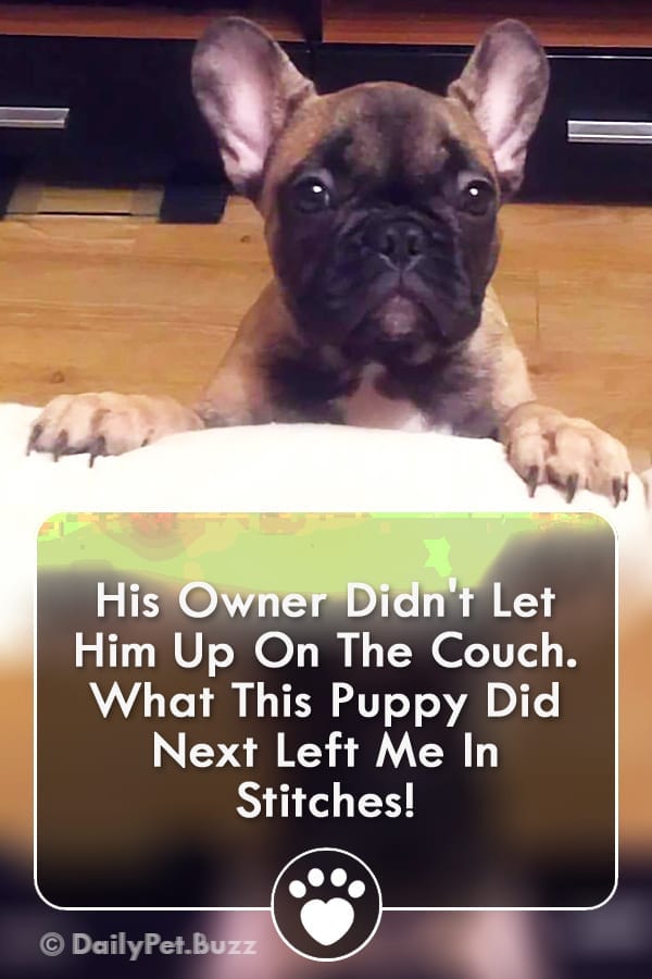 His Owner Didn\'t Let Him Up On The Couch. What This Puppy Did Next Left Me In Stitches!