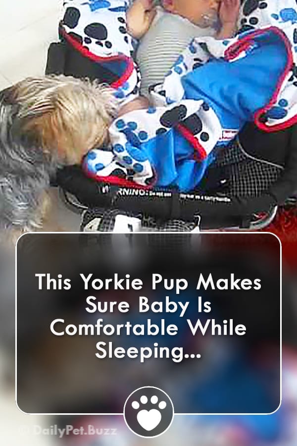 This Yorkie Pup Makes Sure Baby Is Comfortable While Sleeping...
