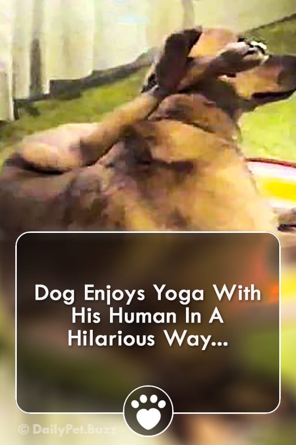 Dog Enjoys Yoga With His Human In A Hilarious Way...
