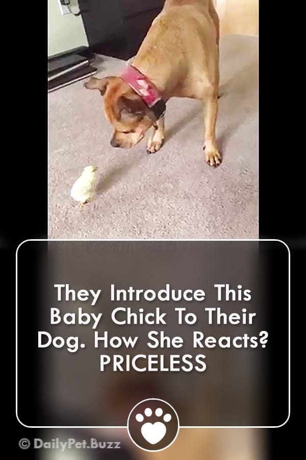 They Introduce This Baby Chick To Their Dog. How She Reacts? PRICELESS