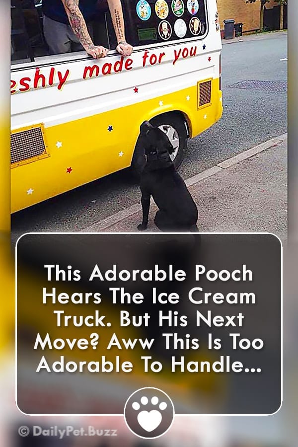 This Adorable Pooch Hears The Ice Cream Truck. But His Next Move? Aww This Is Too Adorable To Handle...