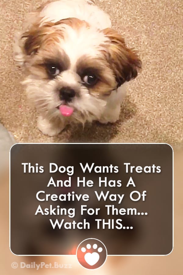 This Dog Wants Treats And He Has A Creative Way Of Asking For Them... Watch THIS...