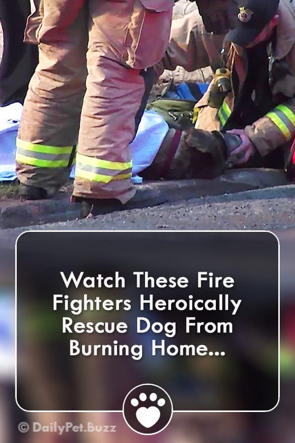Watch These Fire Fighters Heroically Rescue Dog From Burning Home...