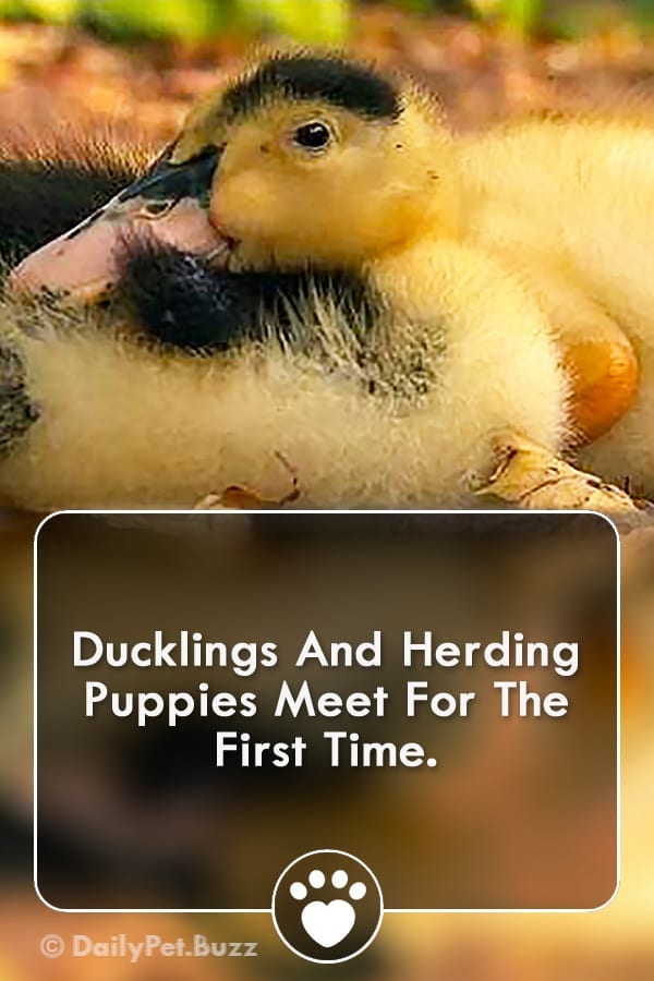 Ducklings And Herding Puppies Meet For The First Time.