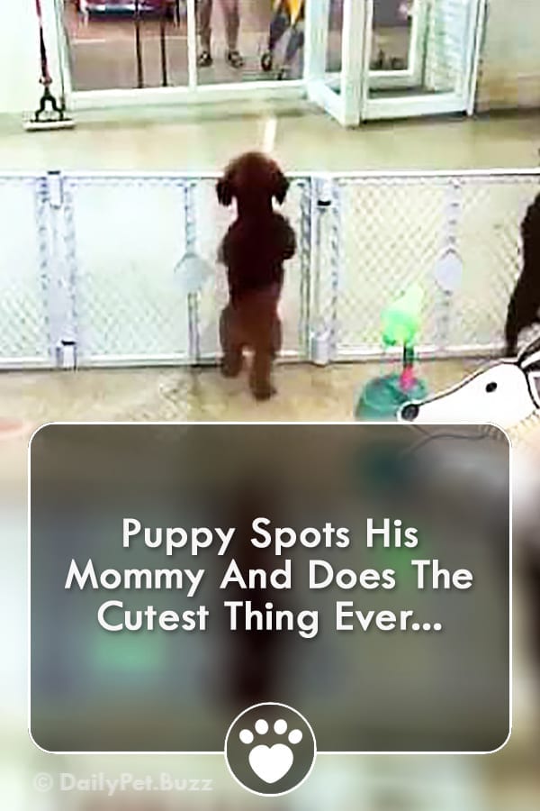 Puppy Spots His Mommy And Does The Cutest Thing Ever...