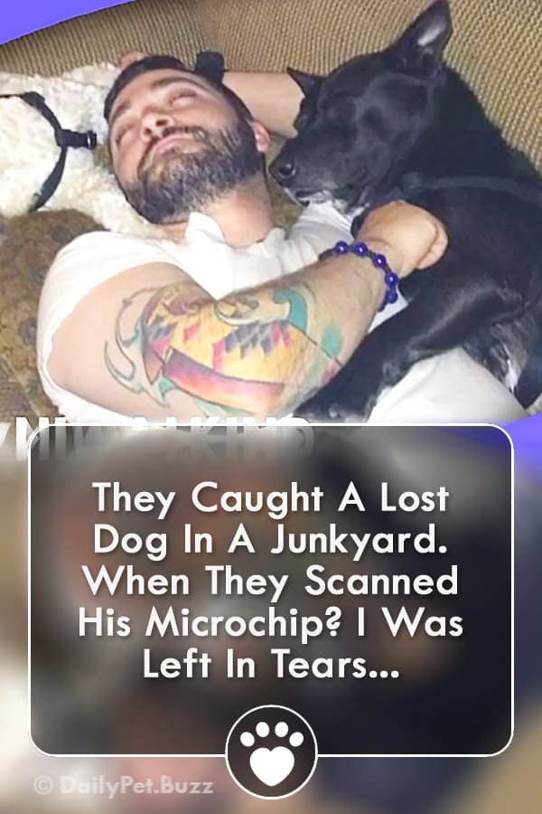 They Caught A Lost Dog In A Junkyard. When They Scanned His Microchip? I Was Left In Tears...