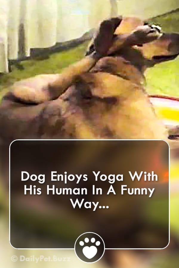 Dog Enjoys Yoga With His Human In A Funny Way...