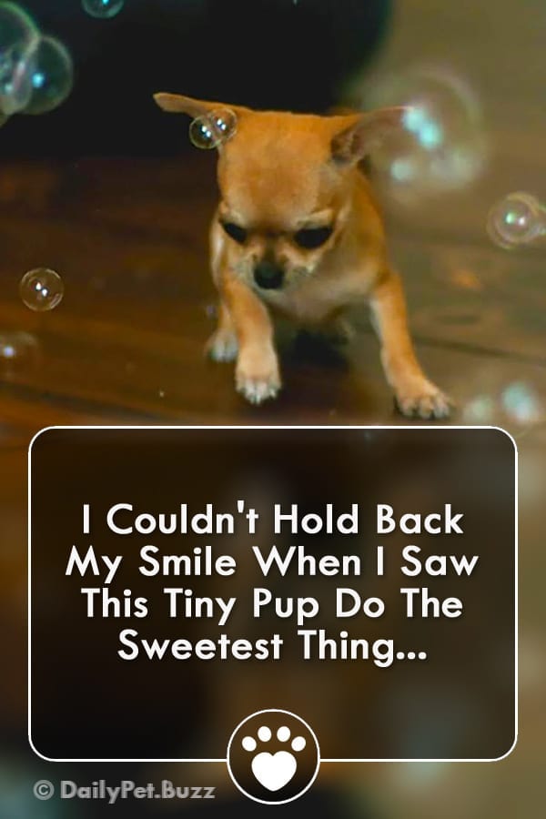 I Couldn\'t Hold Back My Smile When I Saw This Tiny Pup Do The Sweetest Thing...